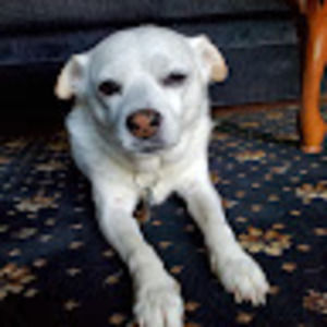 Meet your Posher, Adrienne